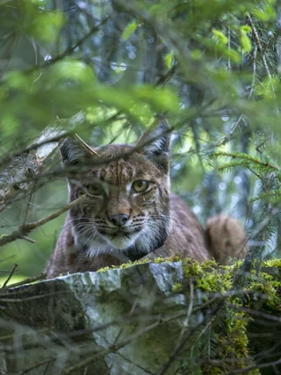回归自然的猞猁